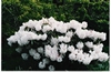 Rhodo Holmslea Pearl